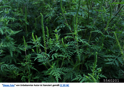 Ambrosia artemisiifolia - Beifußblättriges Traubenkraut, Ambrosie, Ragweed