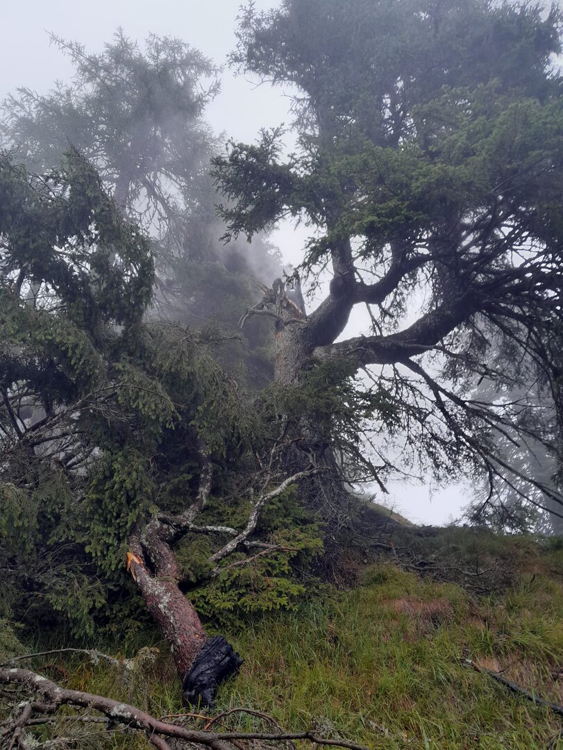 Sturm beschädigt Baum in Nebelwald, Österreich.